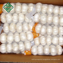 New crop considerable fresh normal white garlics price